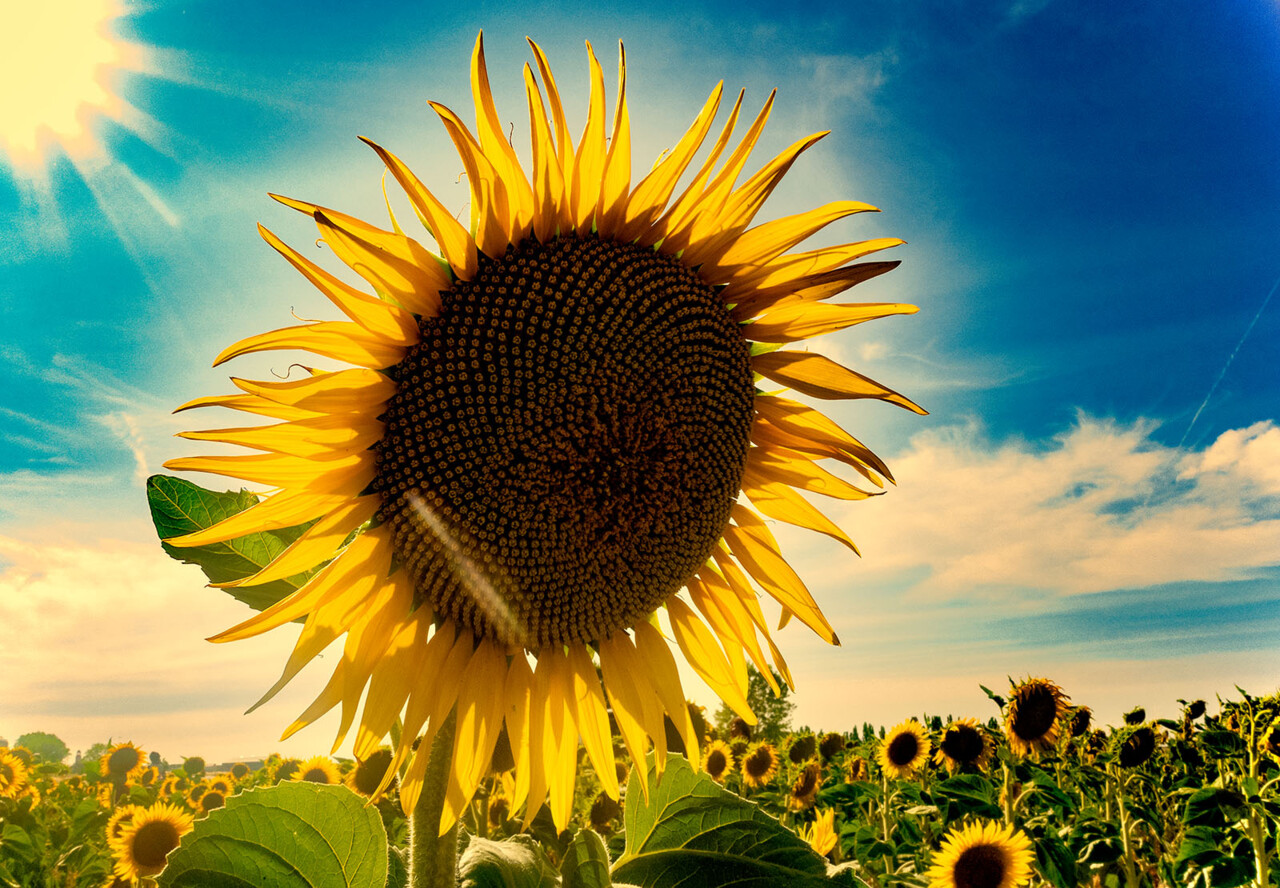 Girassol estilizado Espanha.jpg