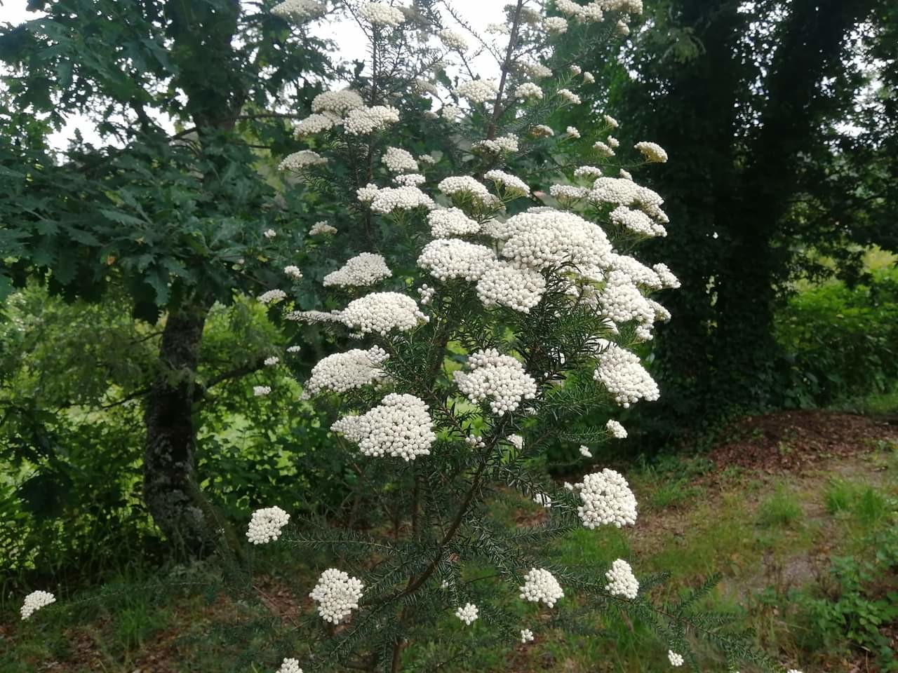 FB_IMG_1624206582733.jpg FB_IMG_1624206582733.jpg