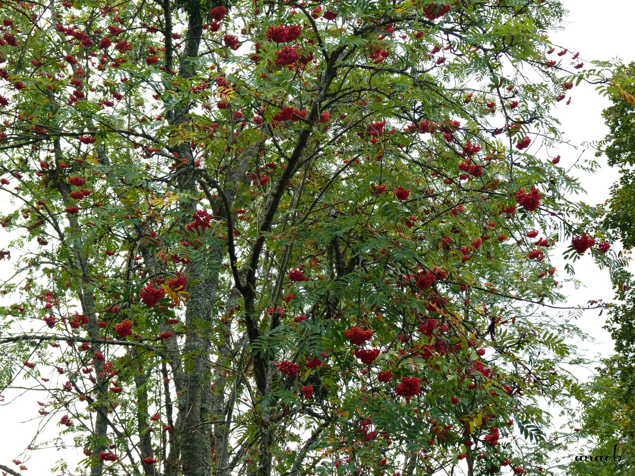 P1380050 cópia assin.jpg