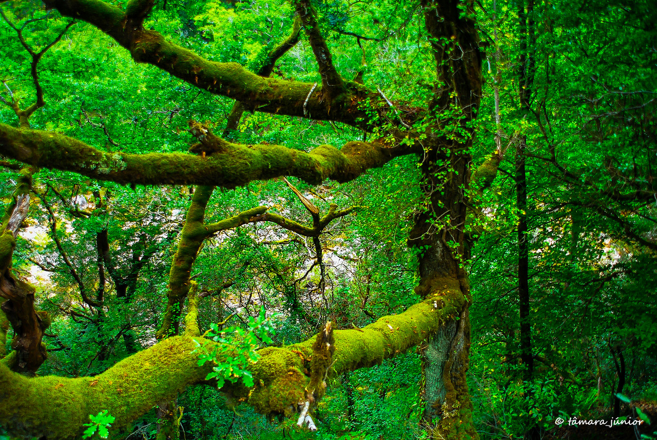 2009 - Geira Romana 184.jpg 2009 - Geira Romana 184.jpg