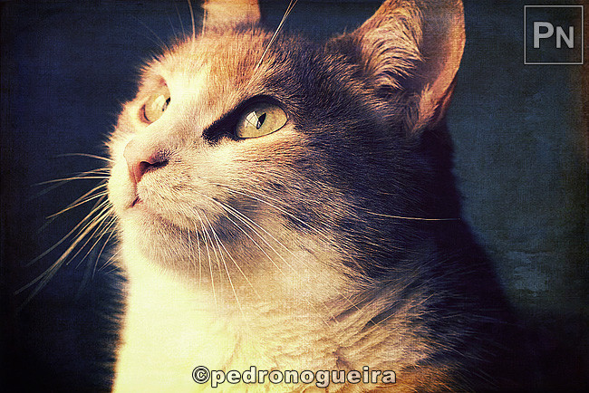 086_MG_0221 iPhone (b) 650px.jpg