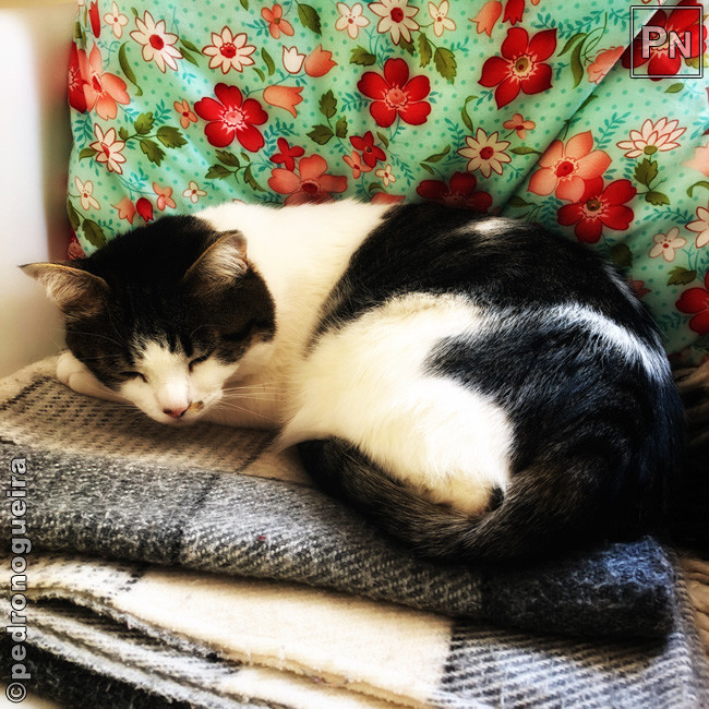 Abr_2020_024a 650px.jpg