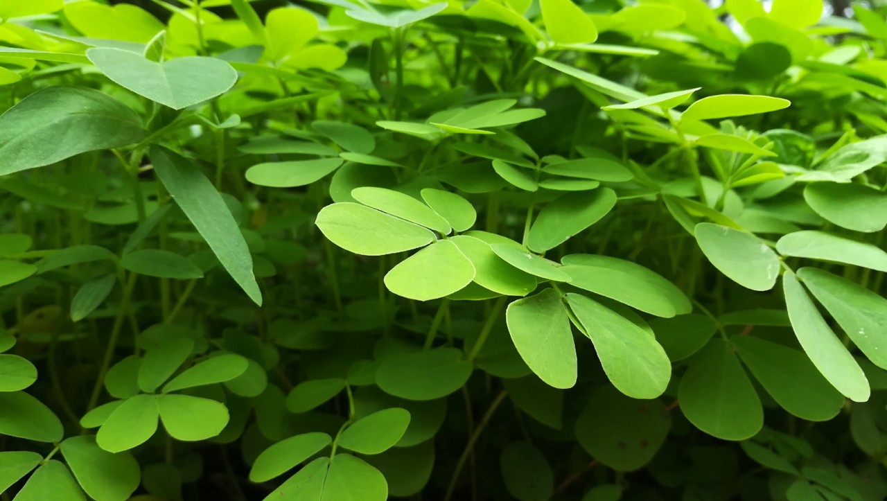 6 razões saudáveis ​​para comer folha de moringa | Moda & Style