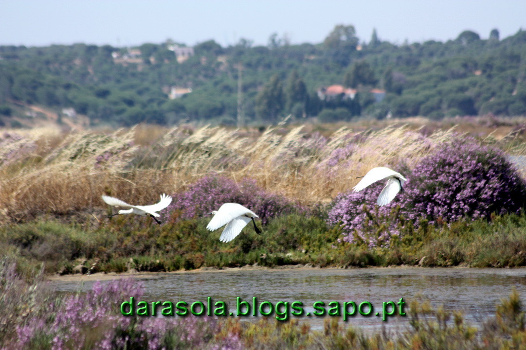 Maresmas_Isla_Canela_06.JPG Maresmas_Isla_Canela_06.JPG