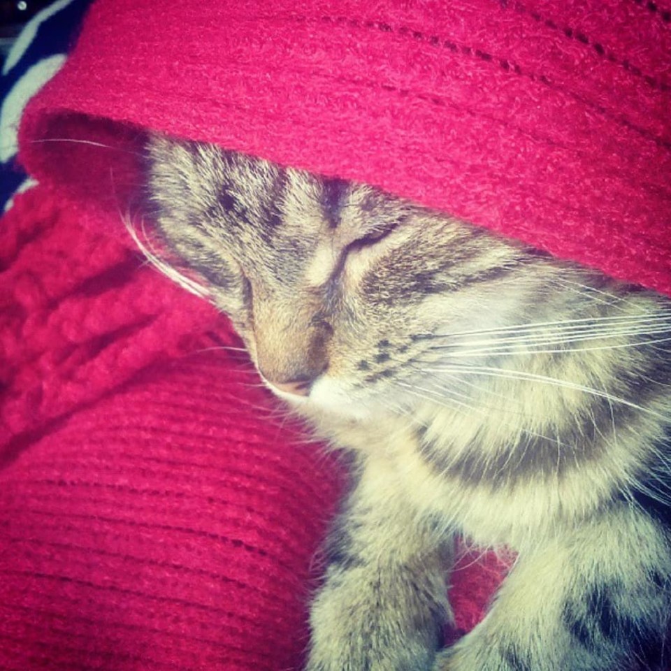 43052411_10155972179881538_3621510316543705088_o.j