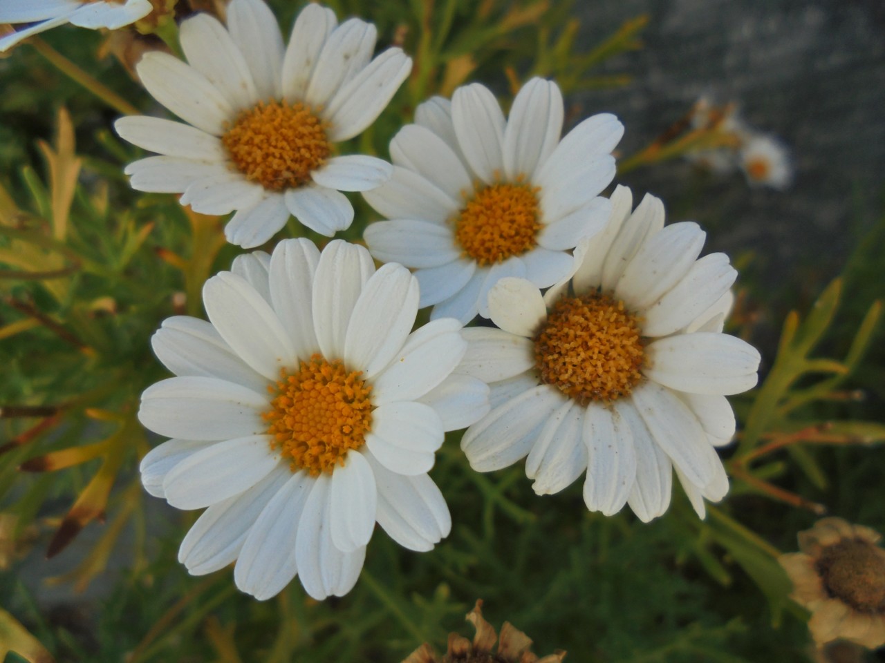 Margaridas.JPG