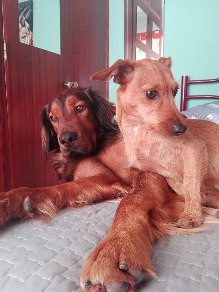 26046983_1479797822148728_1372017511241035728_n.jp