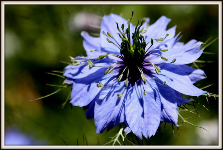 Flores em Alcobaça 014 azul.jpg