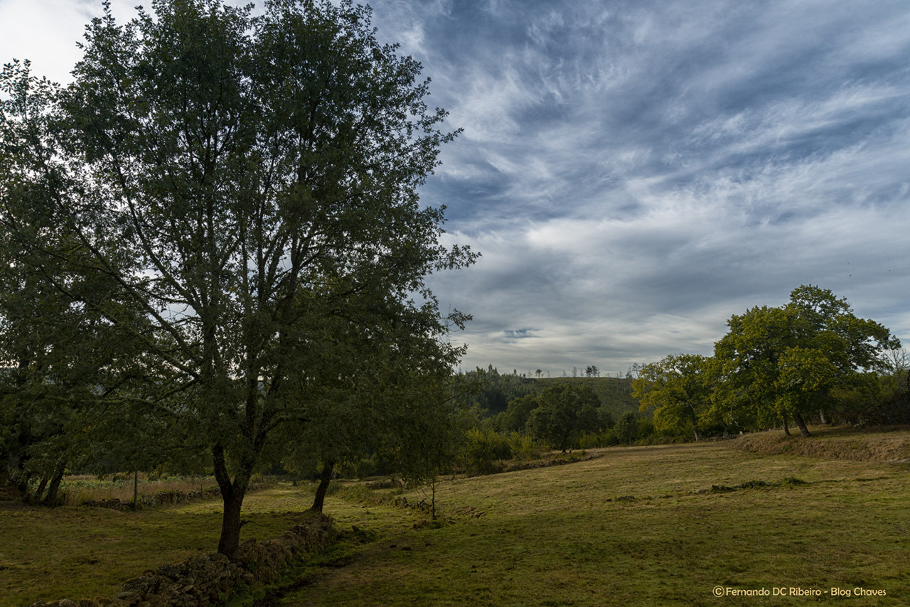 1600-cervos (28)-video.jpg