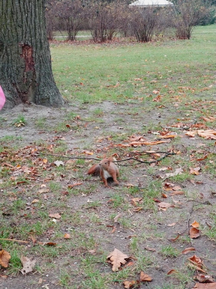 Esquilo vermelho.jpg