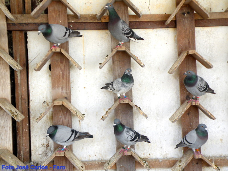 Lagos 016.JPG Lagos 016.JPG