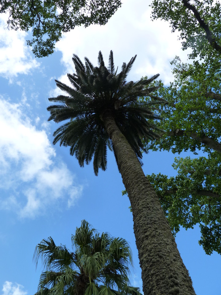 Angra - Jardim Duque da Terceira (37).JPG