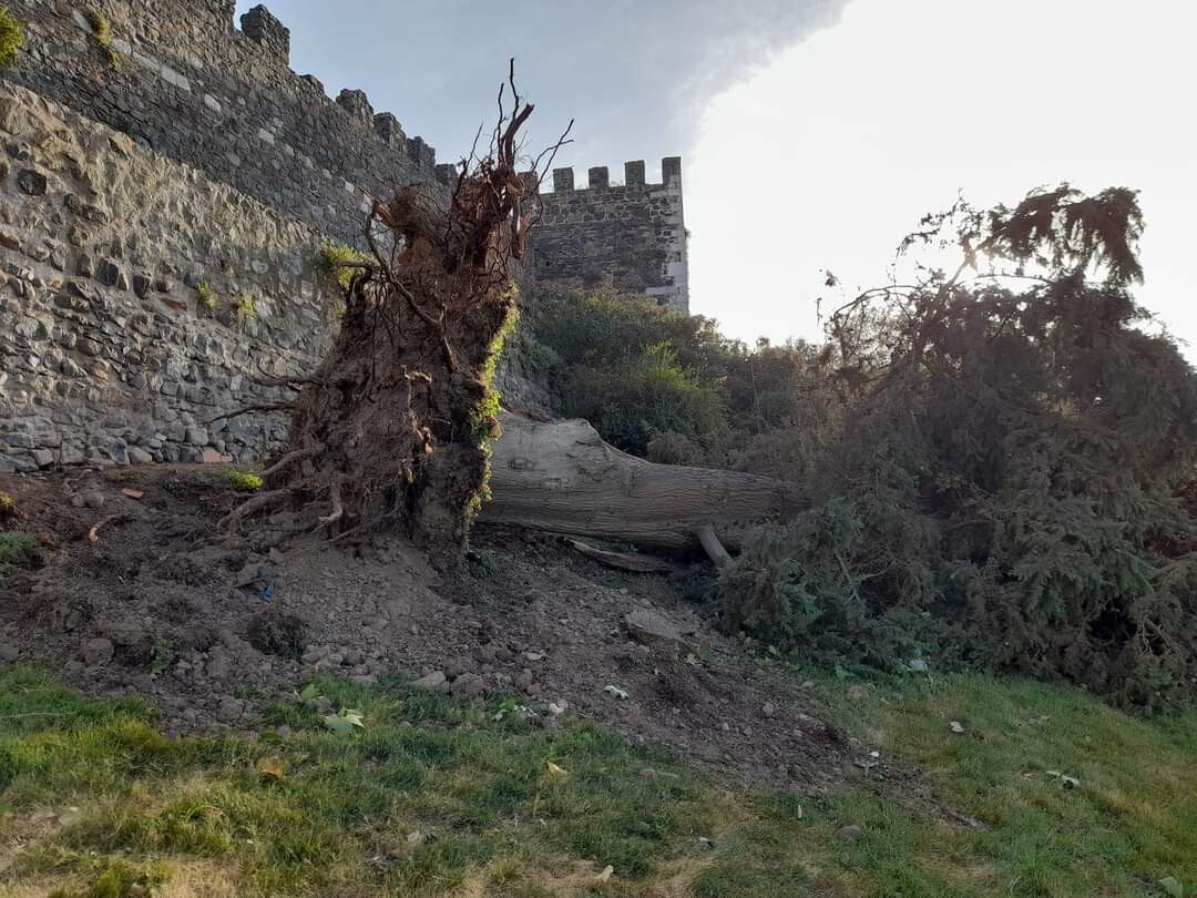 Árvores derrubadas muralha de Beja -  O ATUAL (3)