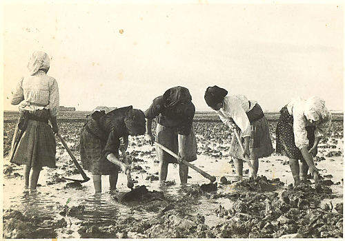 Mulheres com enxadas.jpg