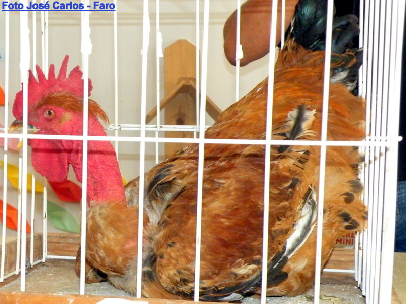 Ourique 2017 048.JPG