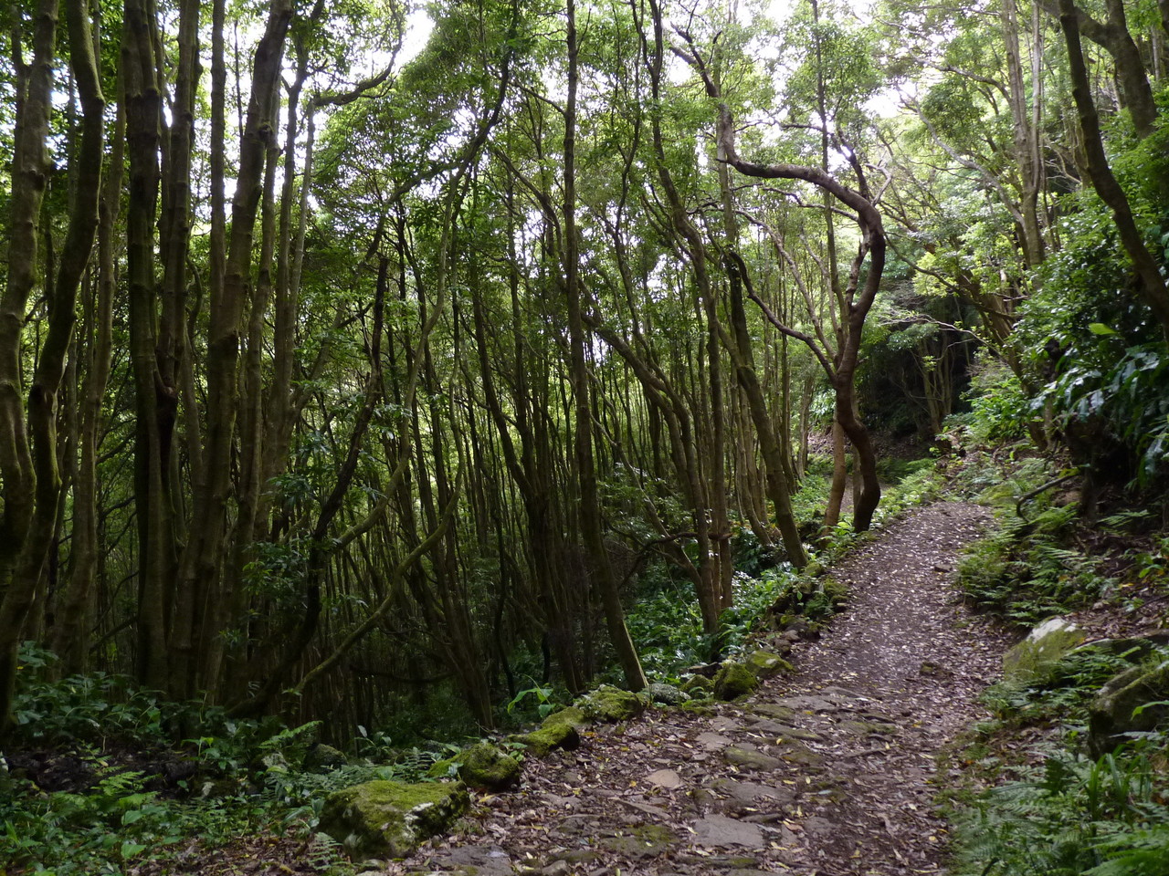 Percurso até ao Poço da Ribeira do Ferreiro - Il