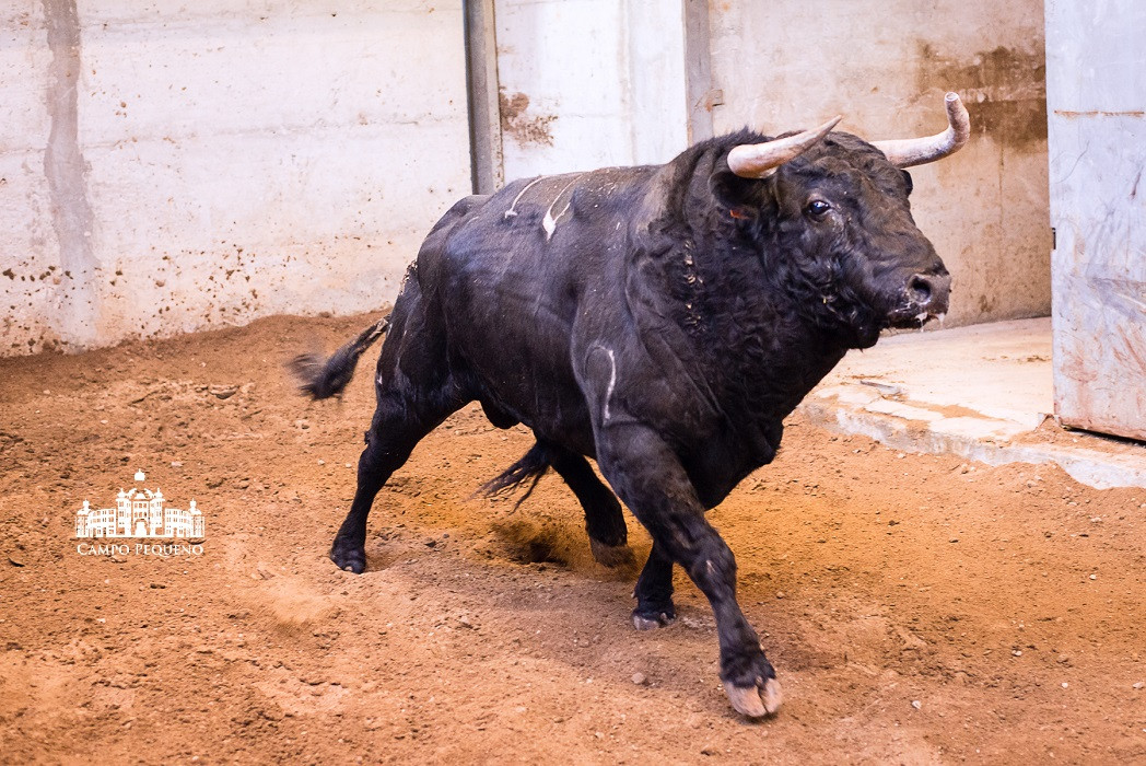 Tirano - Preto - Fev-12 - 114 - 2 - 528Kg.jpg