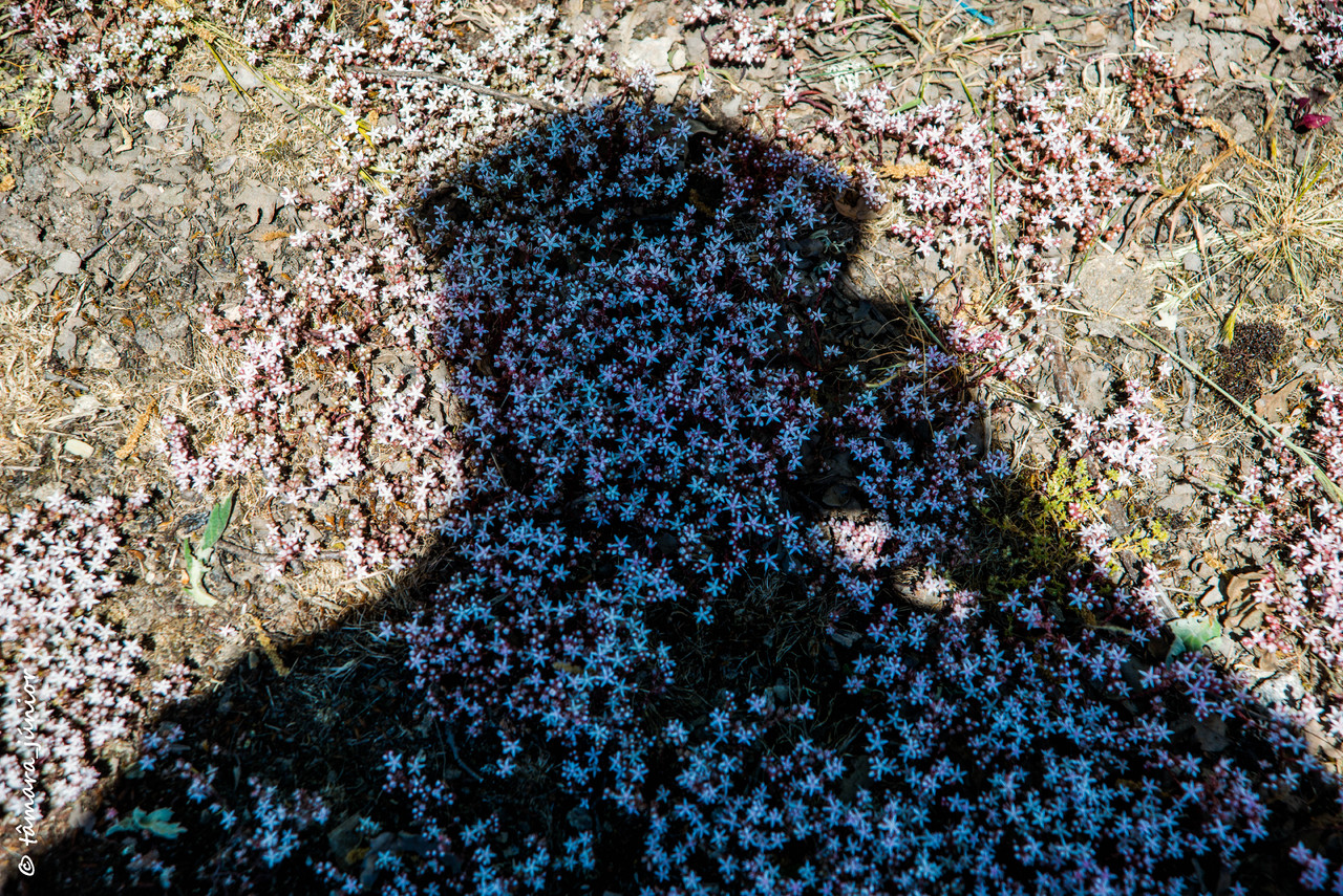 18.- Vagueando pela Montanha.jpg