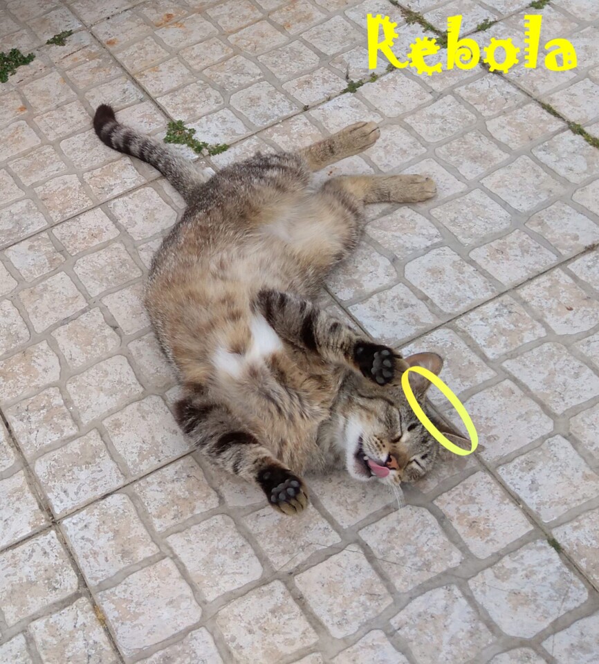 rebolacat1.jpg