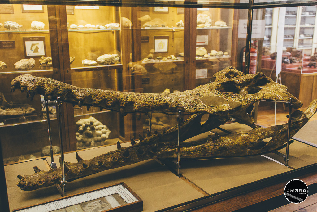 Museu_Geologico_de_Lisboa-016994.jpg