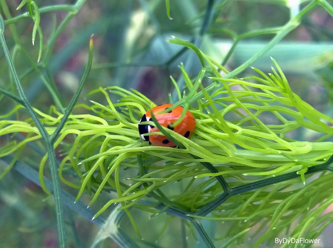 a joaninha no pé de funcho.jpg