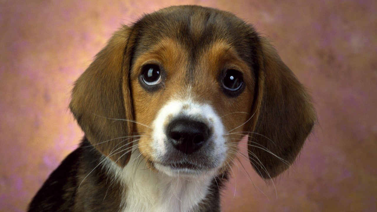 beagle cão wallpaper imagem de fundo cachorros puppy eyes