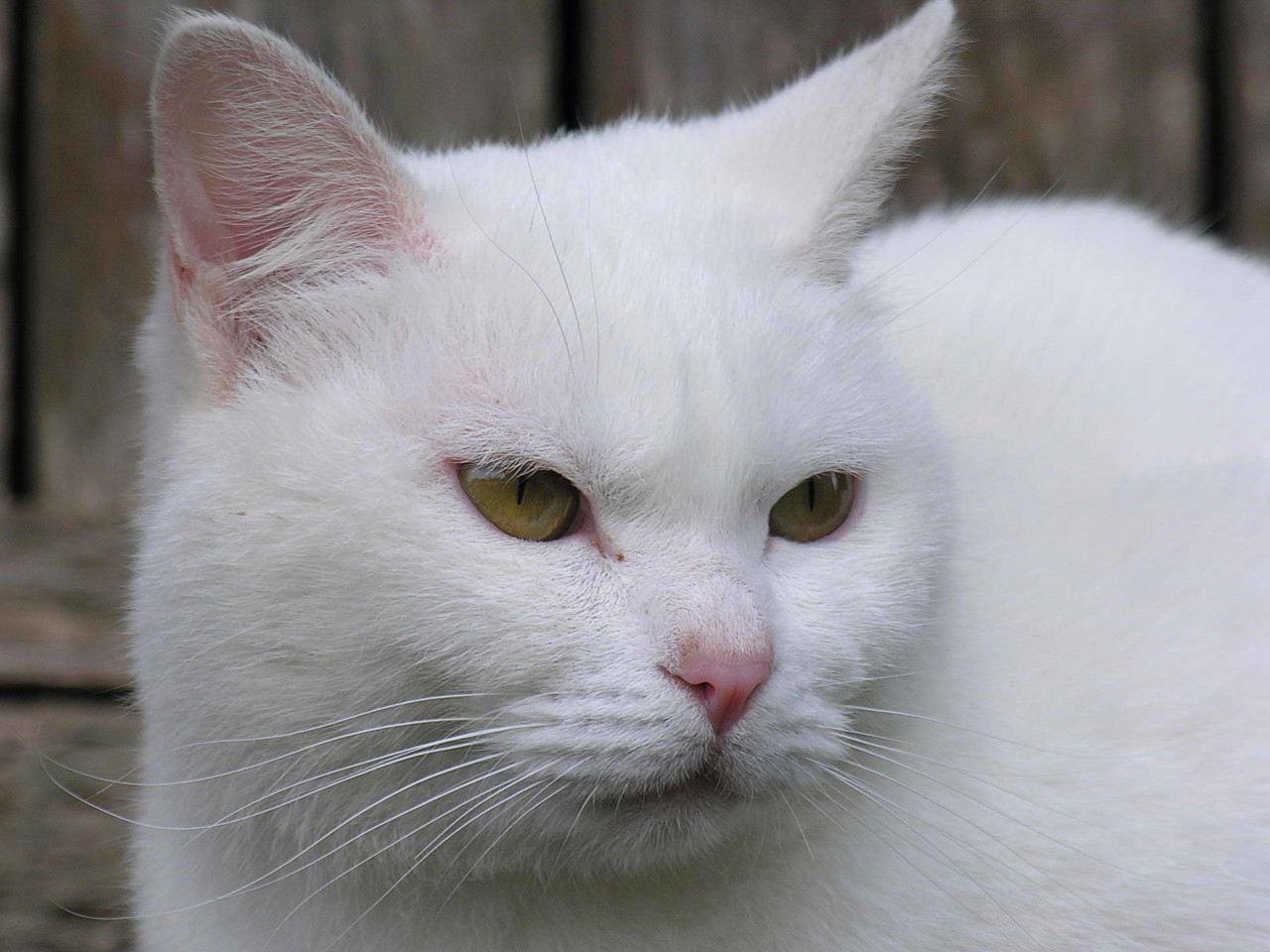 Cat_Gato_branco.jpg