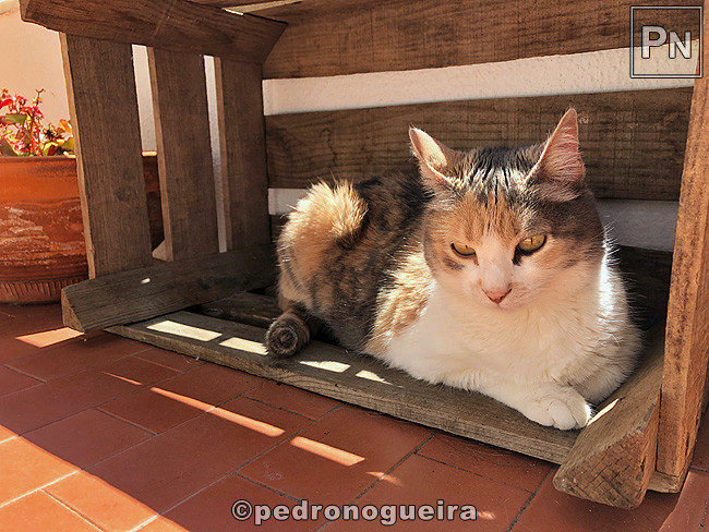 Jul_2019_091b 650px.jpg