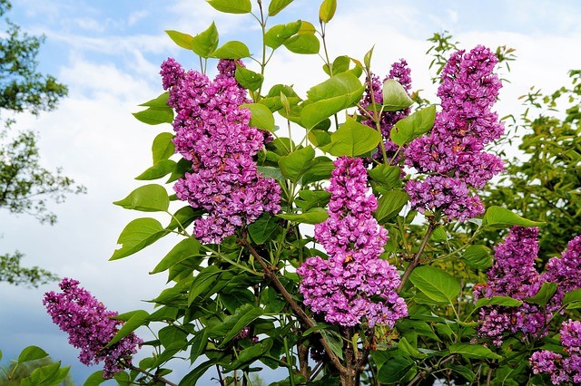 lilac-339785_640.jpg