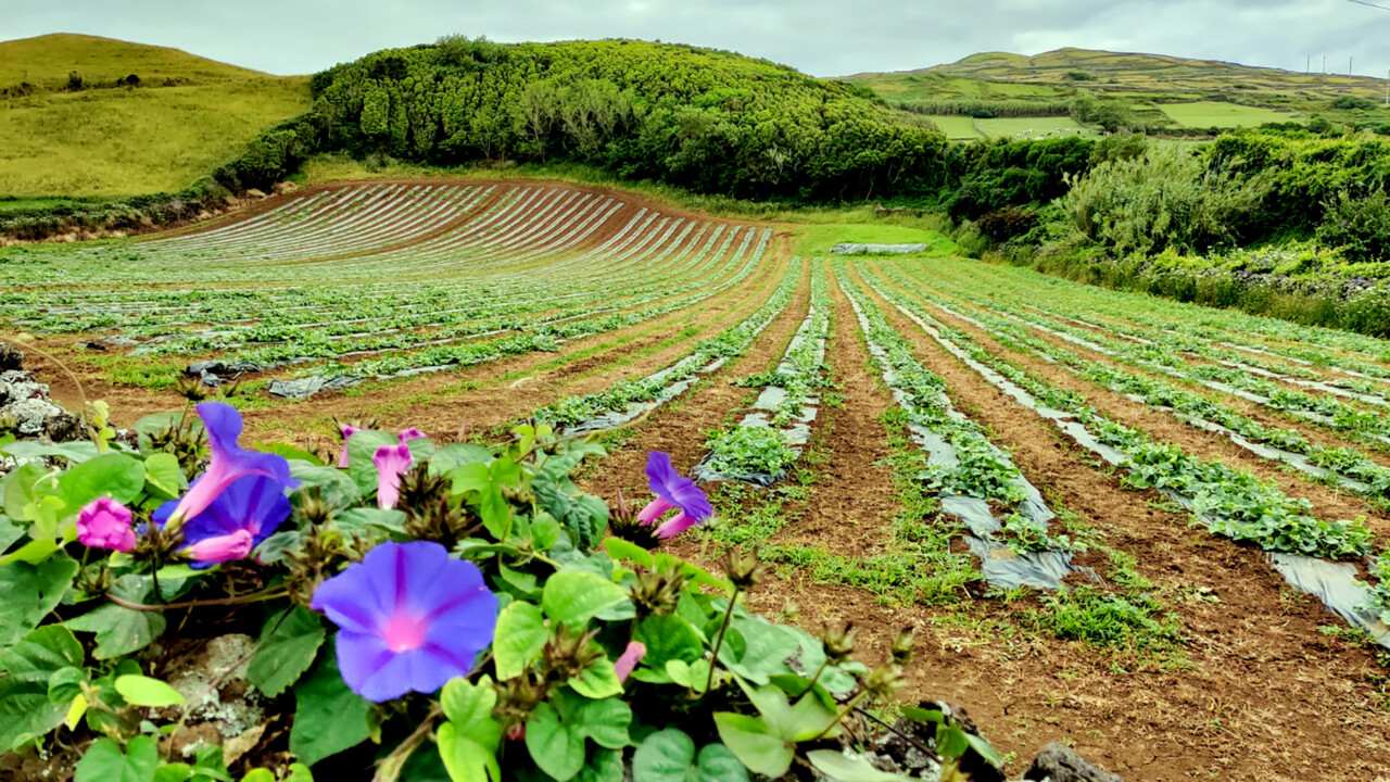Santa Cruz campo agrícola Graciosa.jpg
