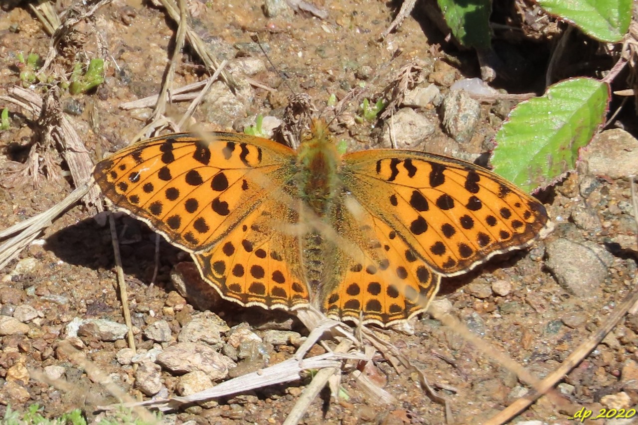 IMG_0272.JPG IMG_0272.JPG