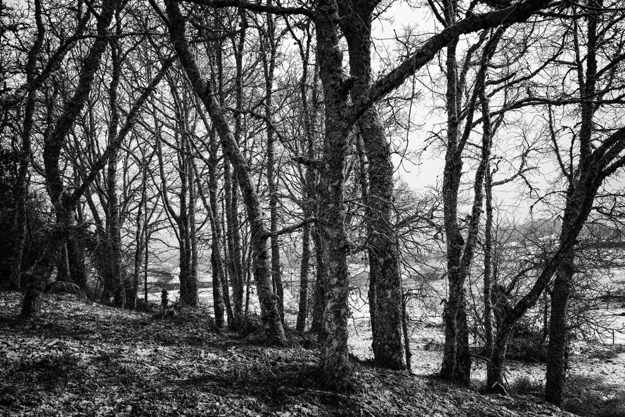 DSCF3388 - cópia copy.jpg DSCF3388 - cópia copy.jpg