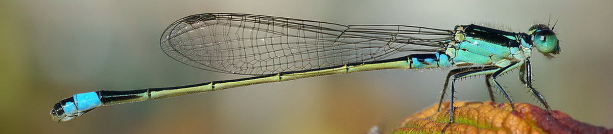 dragonfly-62963_960_720.jpg