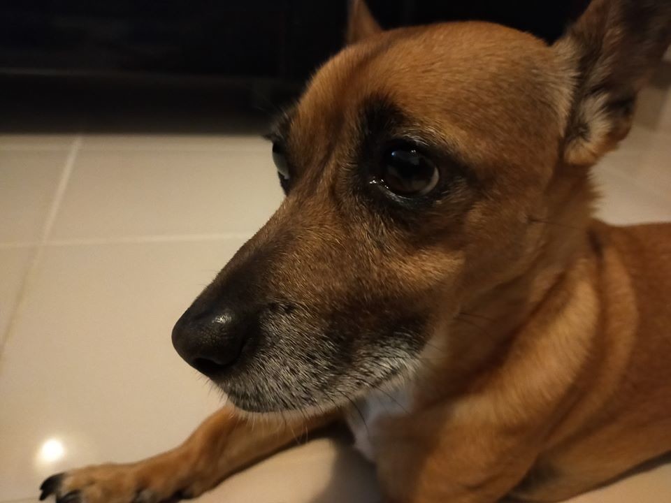 o cão mais lindo do mundo.jpg