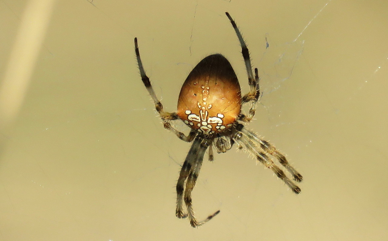 2017-10-29 17-15-48_0196.jpg