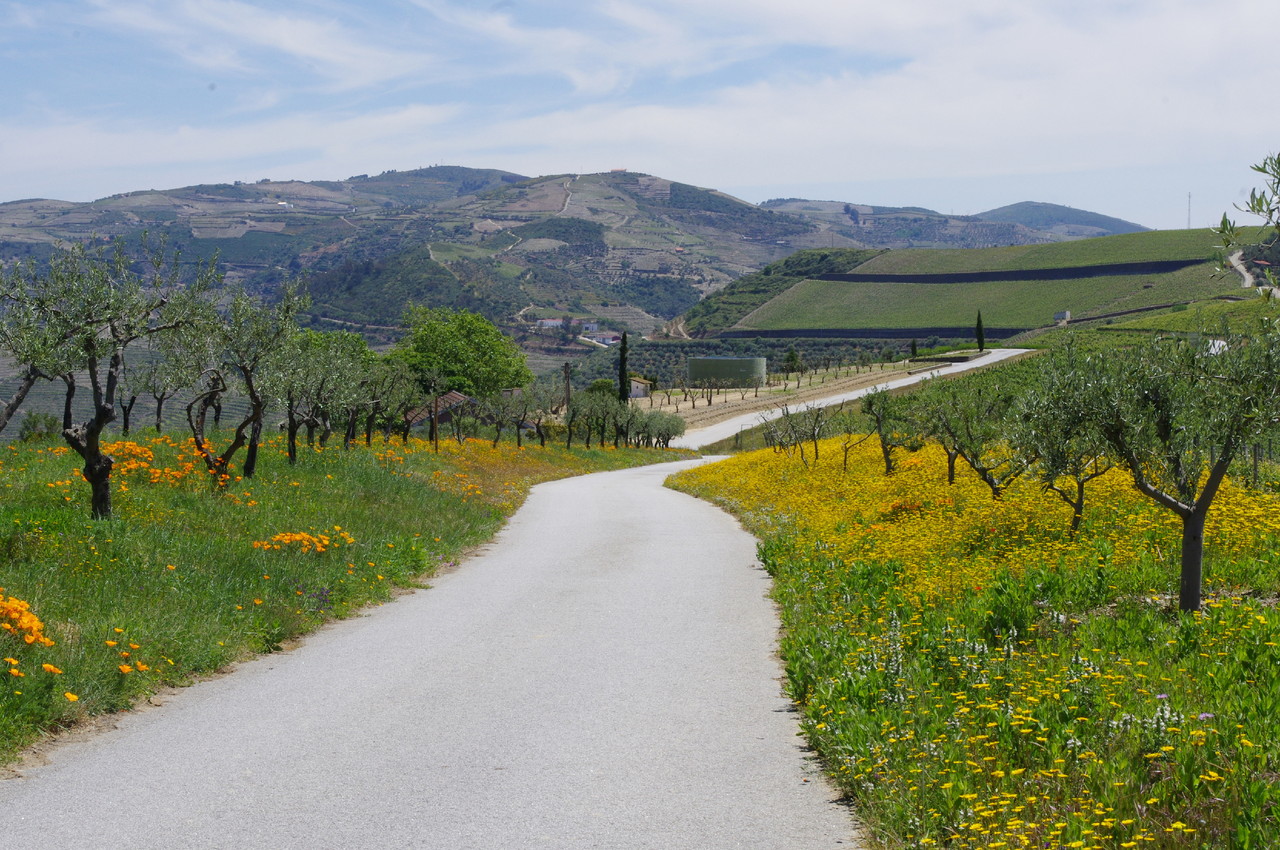 Enoturismo na Quinta das Carvalhas