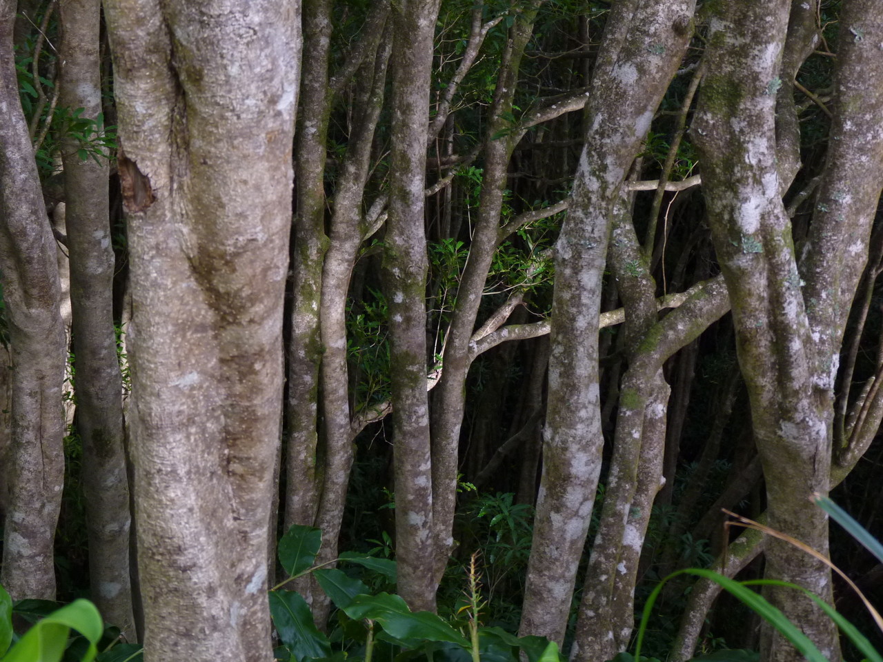 Percurso até ao Poço da Ribeira do Ferreiro - Il