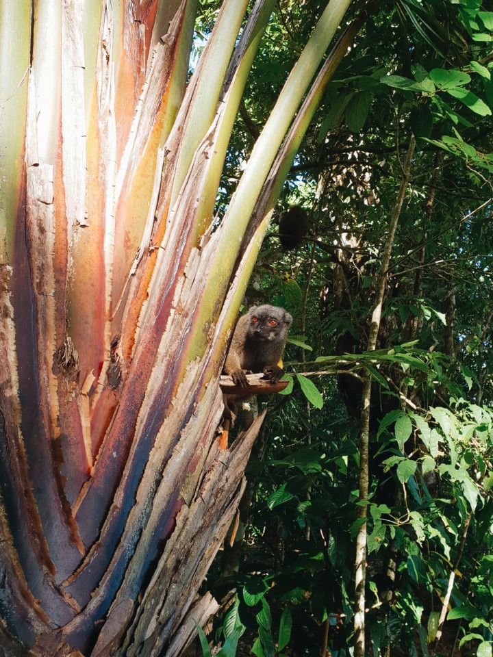 masoala-nosy-mangabe-lemur.jpg