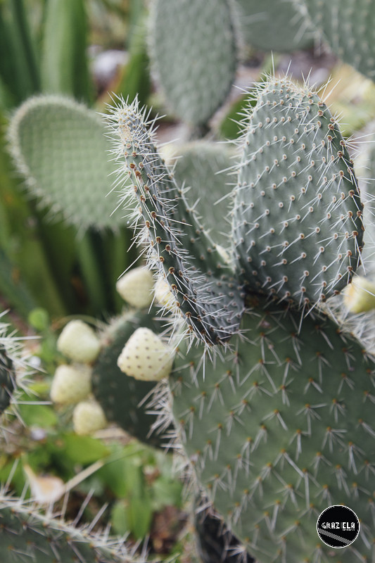 Tapada_da_Ajuda_Lisboa-001531.jpg Tapada_da_Ajuda_Lisboa-001531.jpg