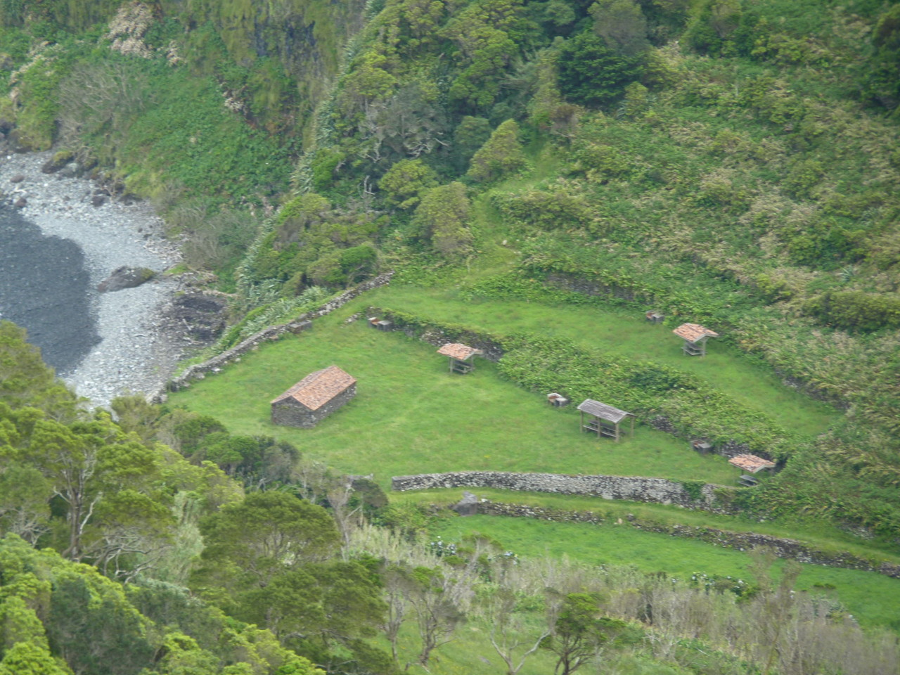 Cedros, Flores (2).JPG