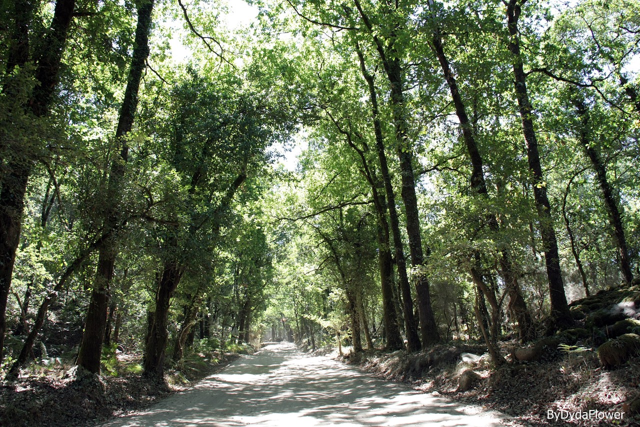 preservar o verde.JPG