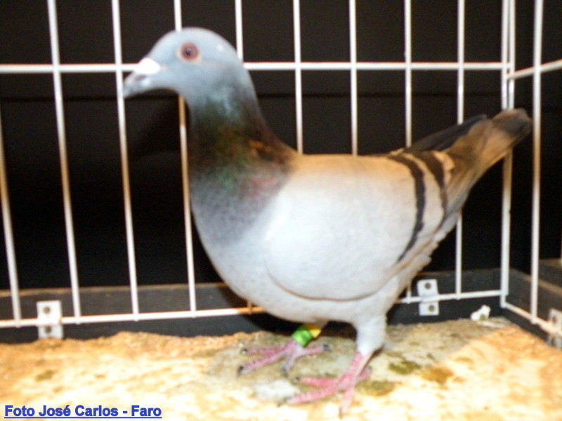 Feira Ibérica Beja 2018 041.JPG Feira Ibérica Beja 2018 041.JPG