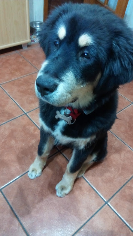 Nao_me_canso_disto_eevee.jpg Nao_me_canso_disto_eevee.jpg