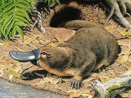 platypus3.jpg platypus3.jpg