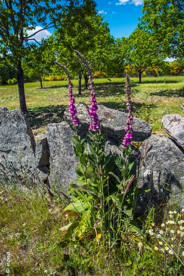31.- Vagueando pela Montanha.jpg
