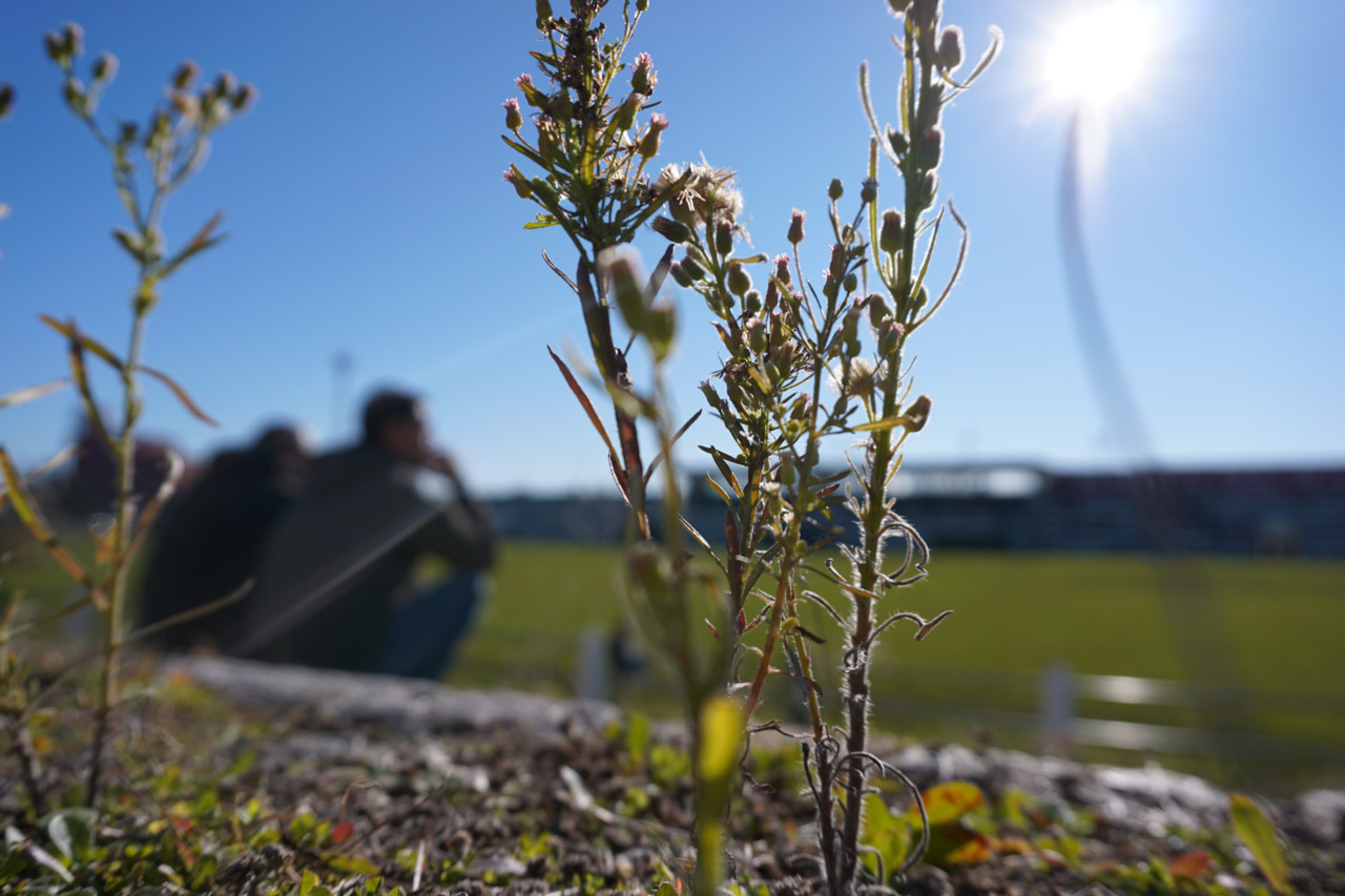 Natureza cresce no meio das bancadas