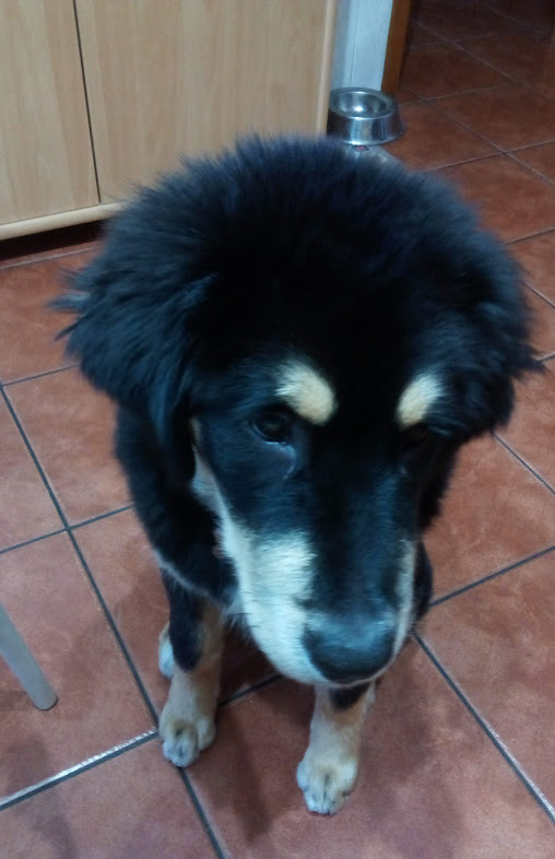 Nao_me_canso_disto_eevee1.jpg Nao_me_canso_disto_eevee1.jpg