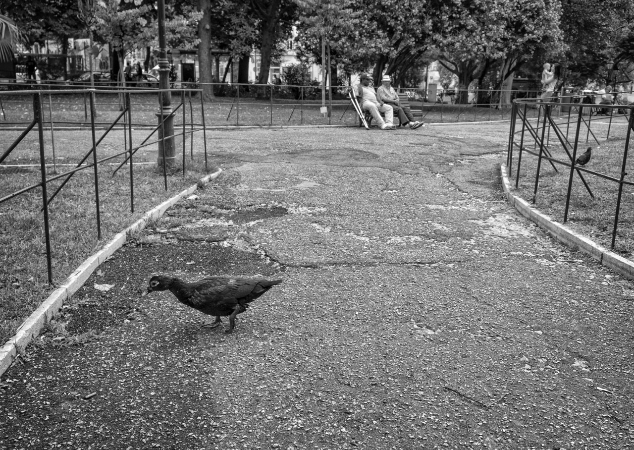 DSCF4649 - cópia copy.jpg