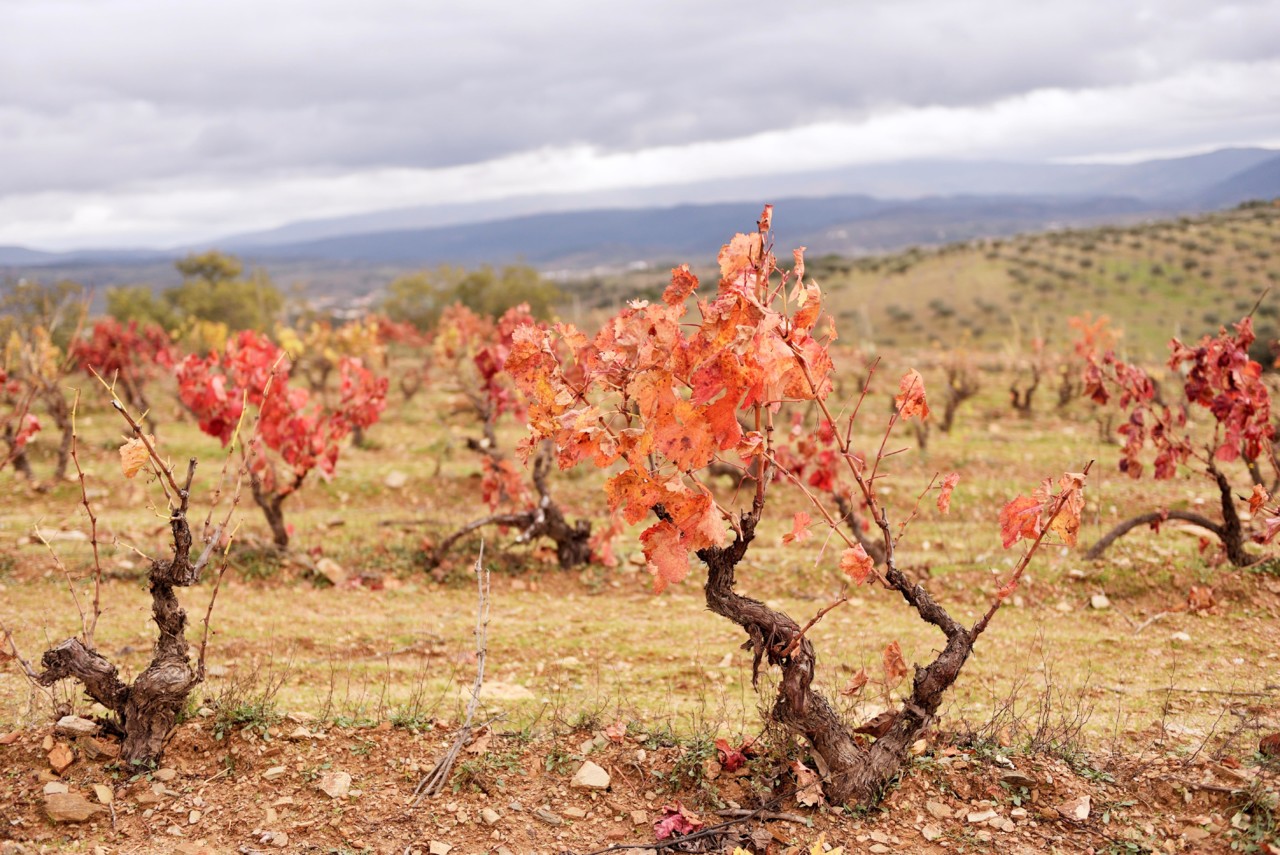 Novas colheitas Costa Boal