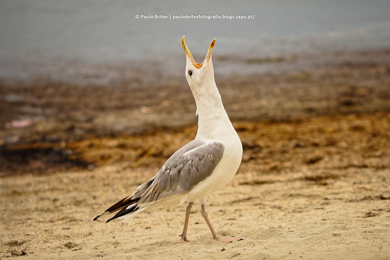DSC_10338-1-2.jpg DSC_10338-1-2.jpg